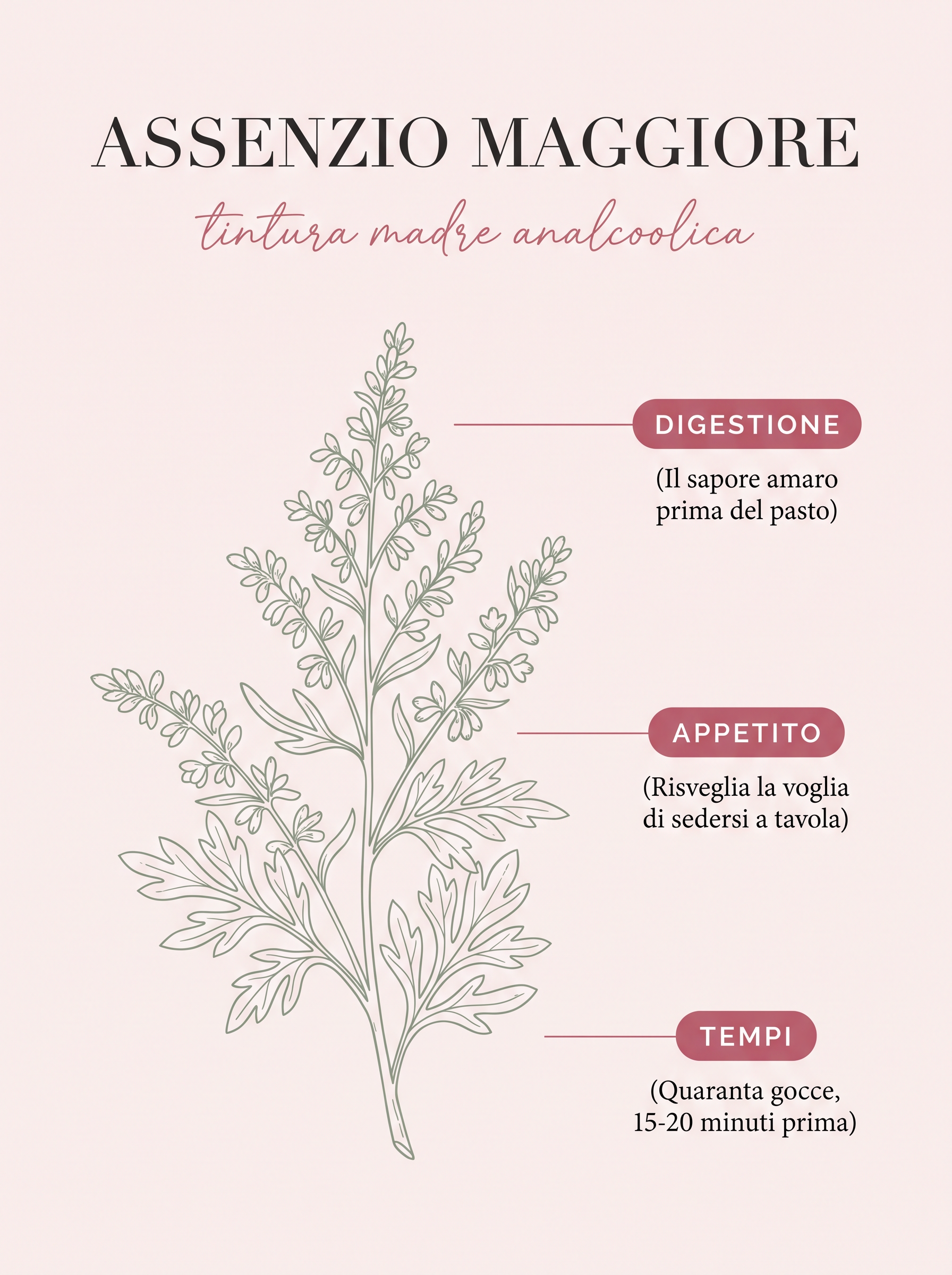 Infografica: Assenzio maggiore