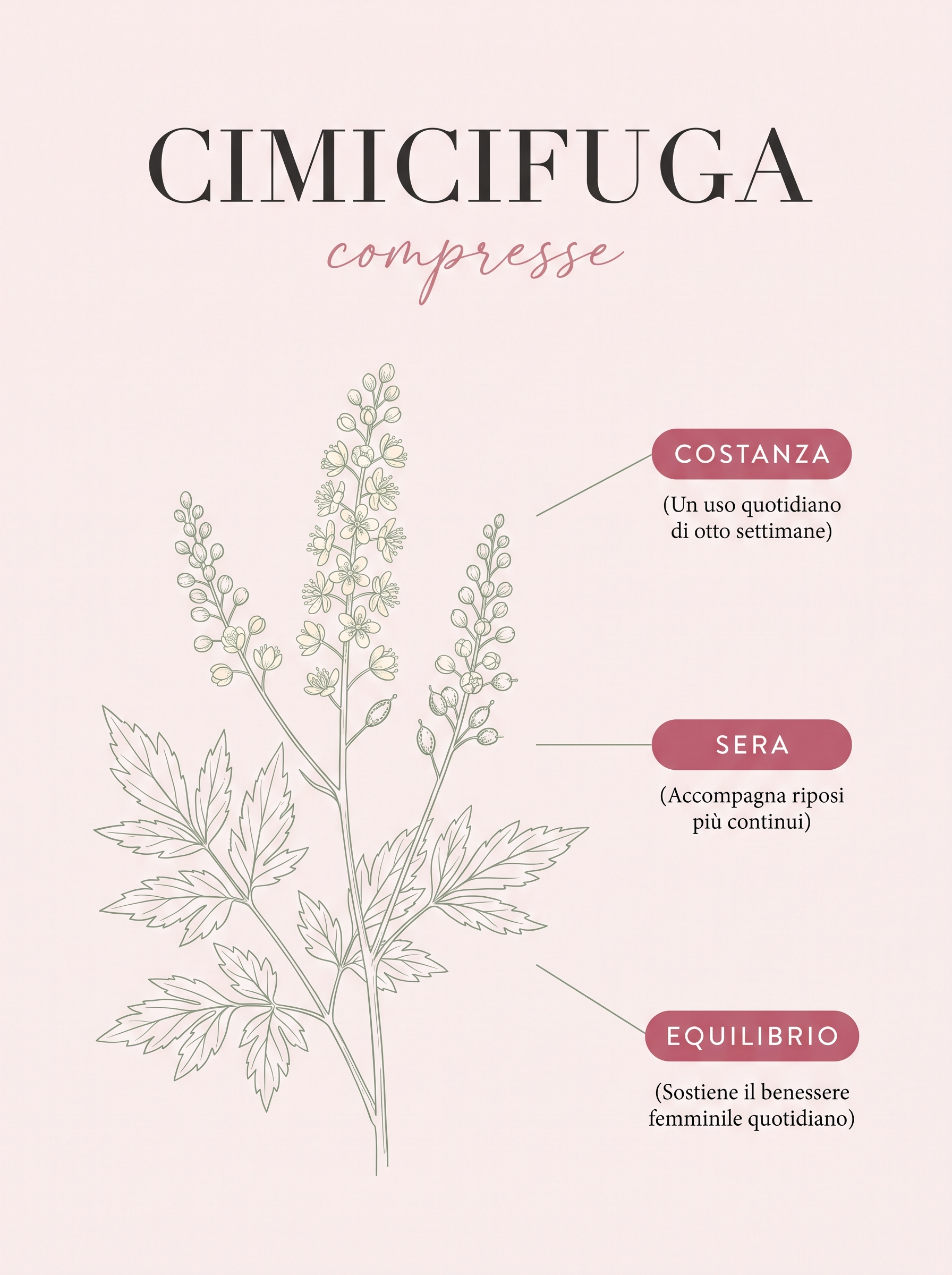 Infografica: Cimicifuga