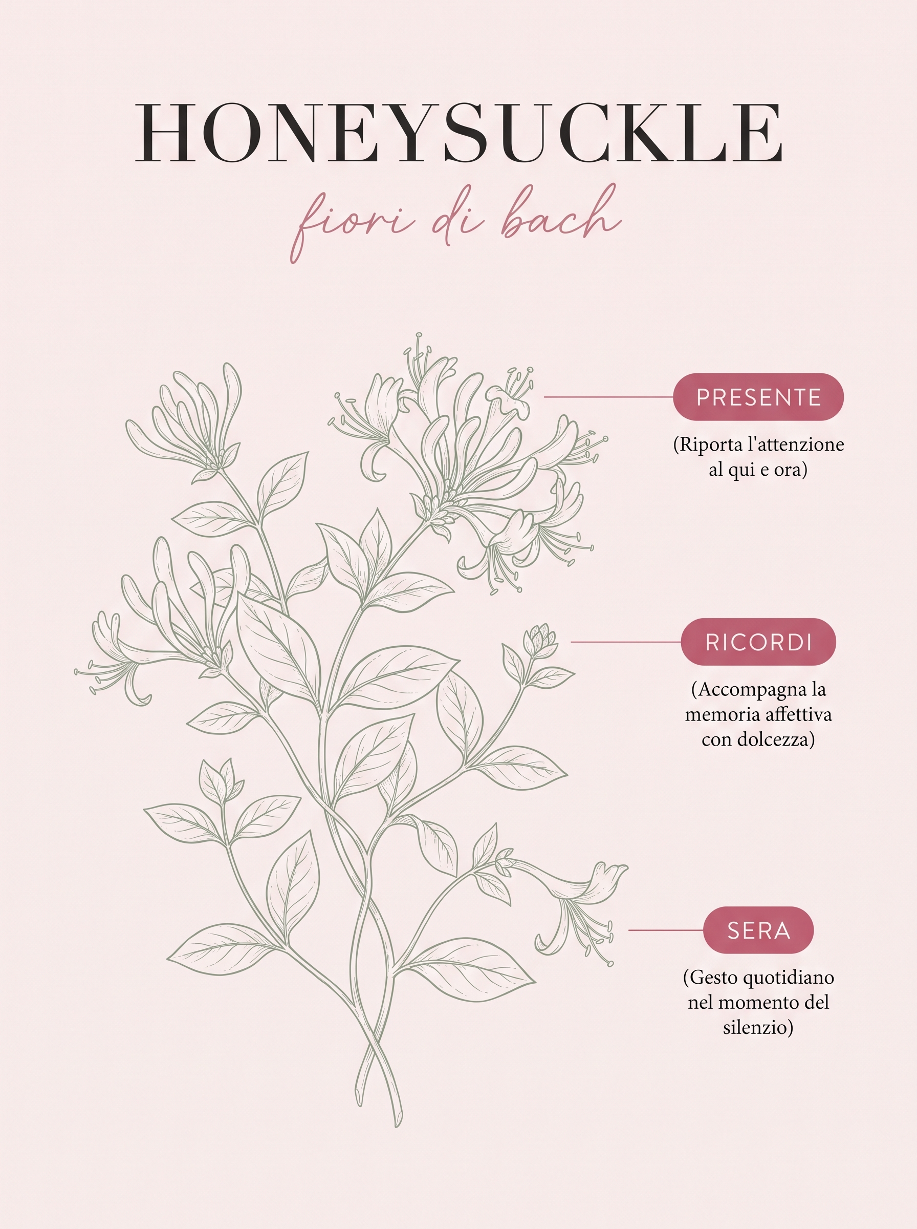 Infografica: HONEYSUCKLE