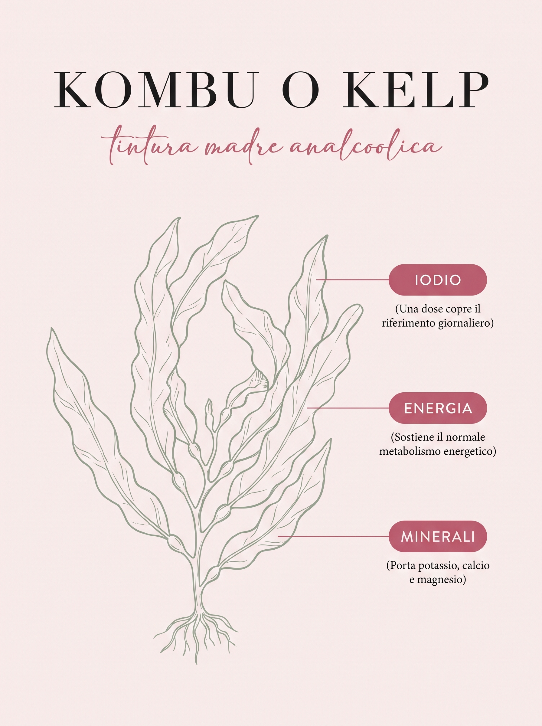 Infografica: Kombu o kelp