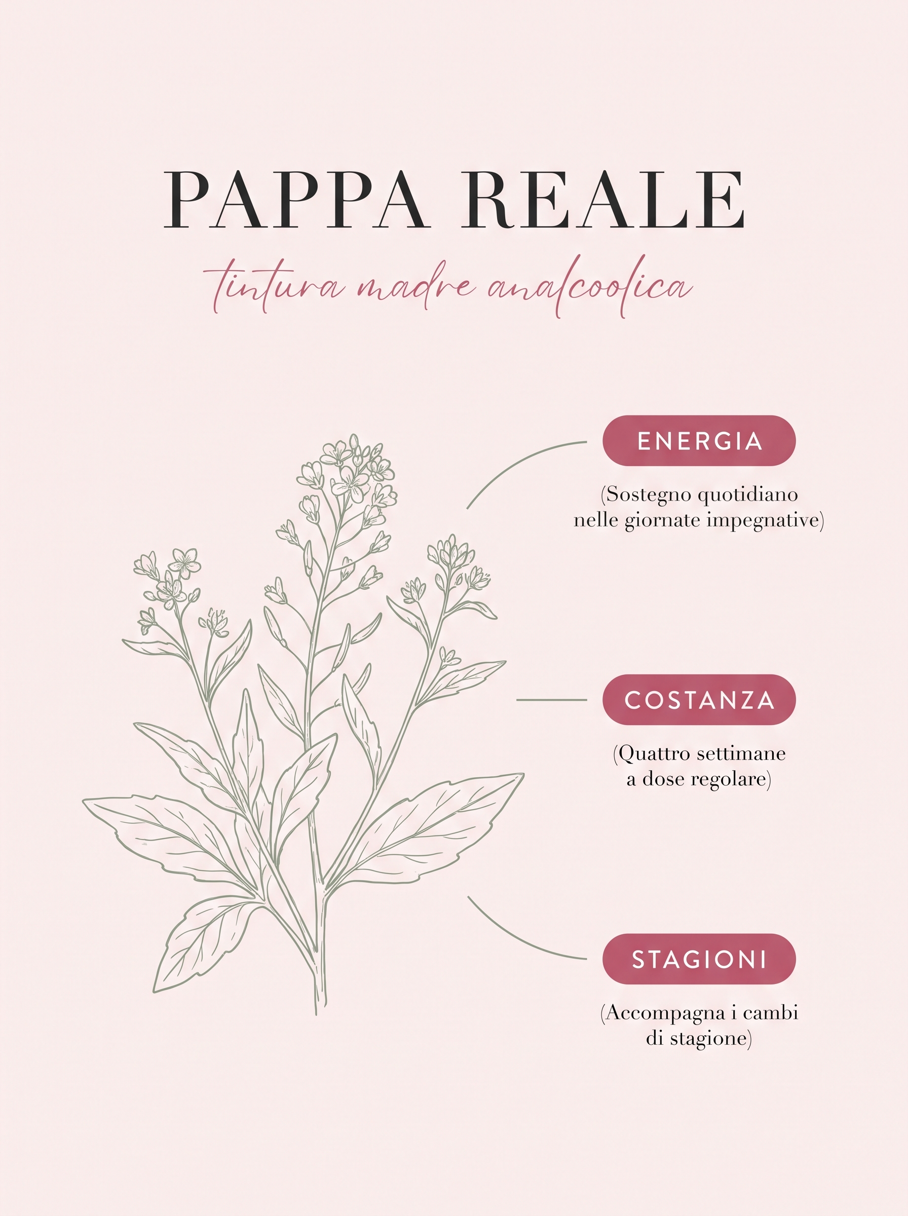 Infografica: Pappa reale