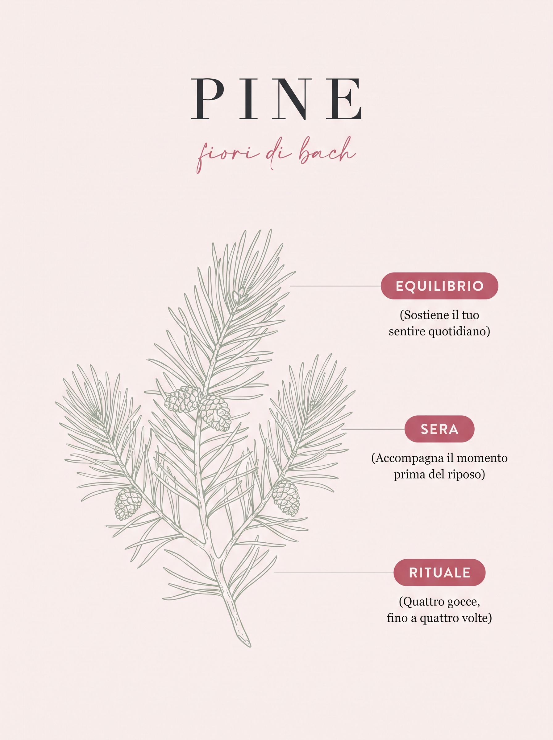 Infografica: PINE