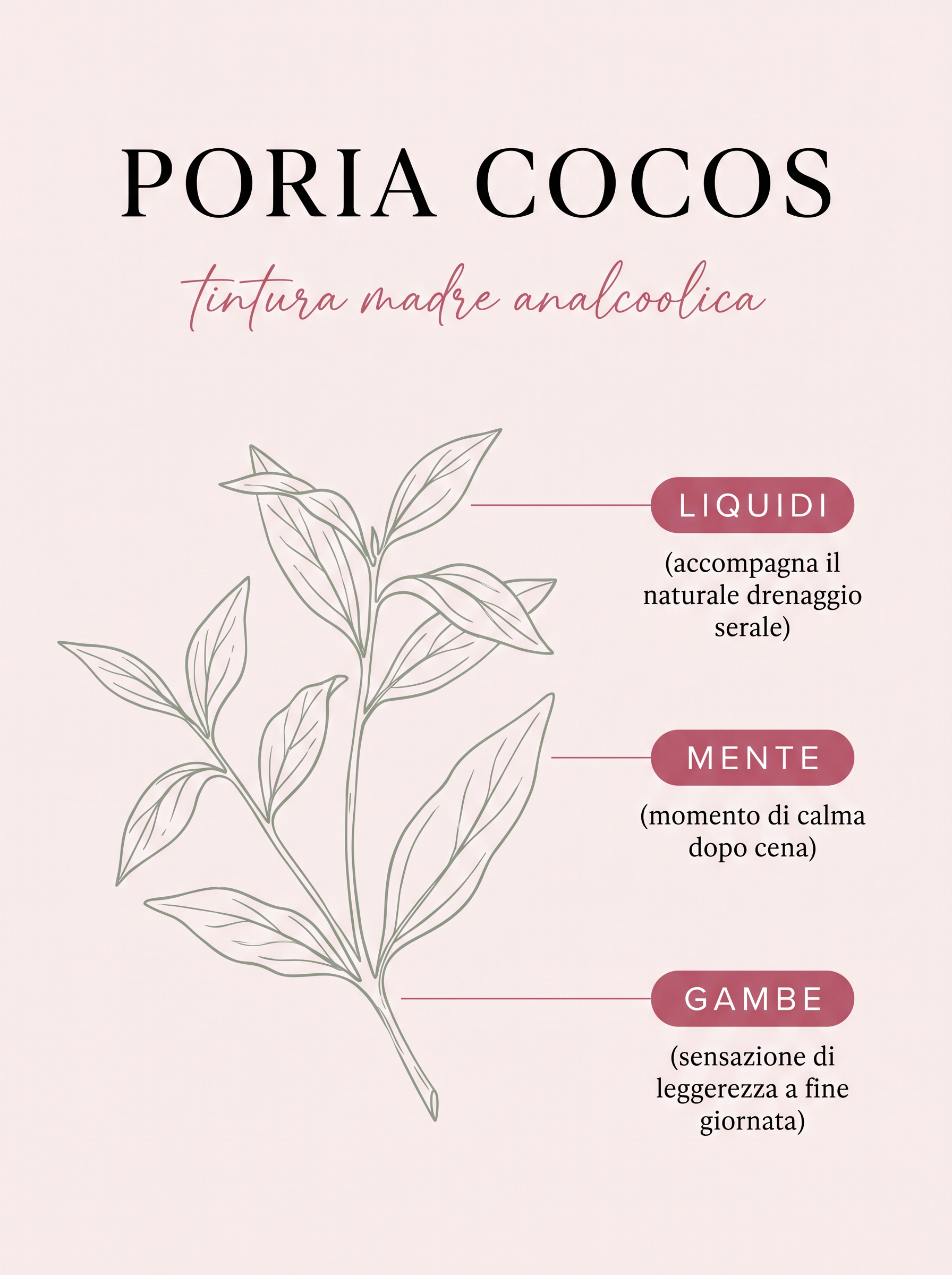 Infografica: Poria cocos